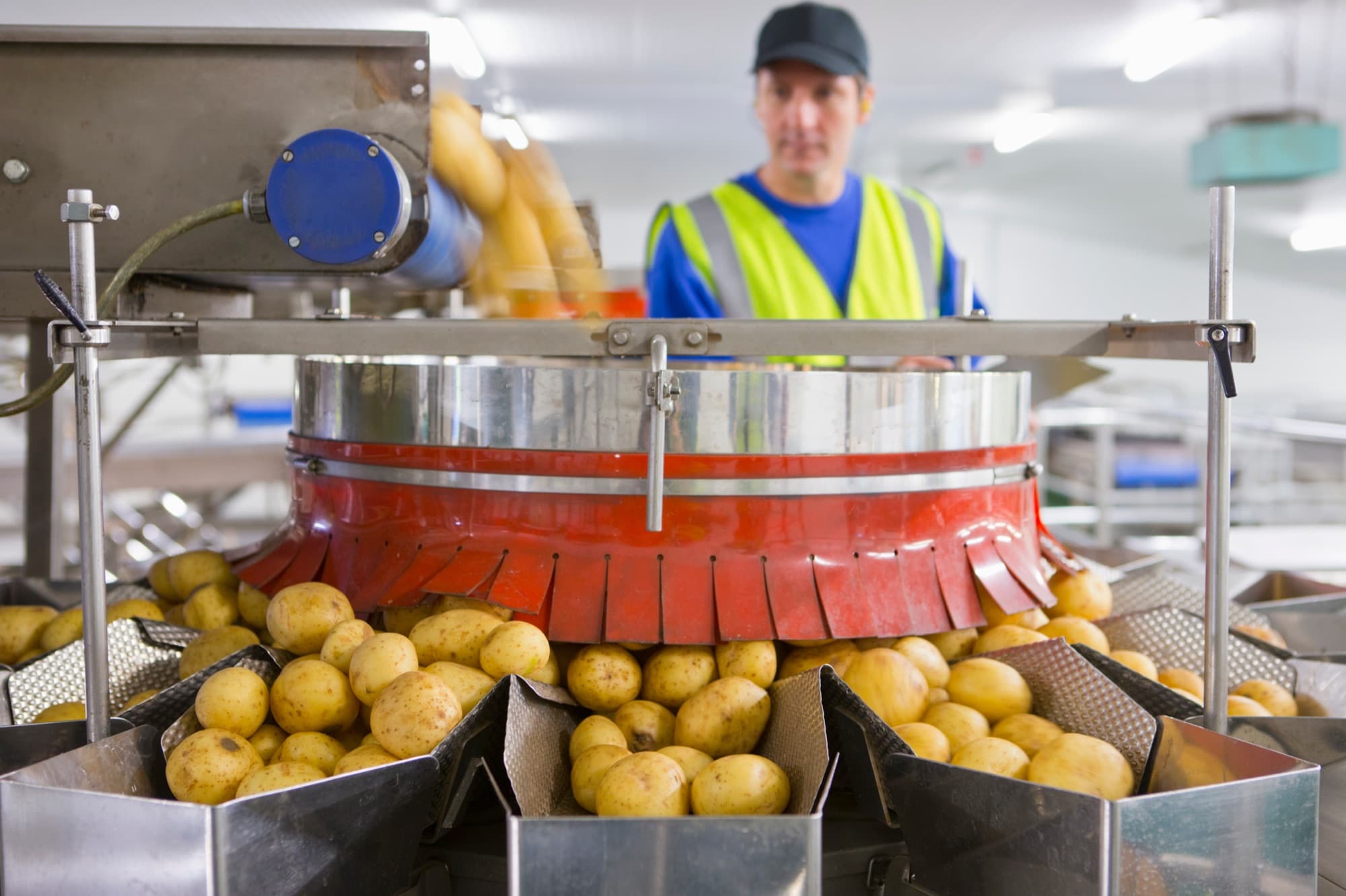 Opérateur surveillant une calibreuse de pommes de terre sur une ligne de conditionnement