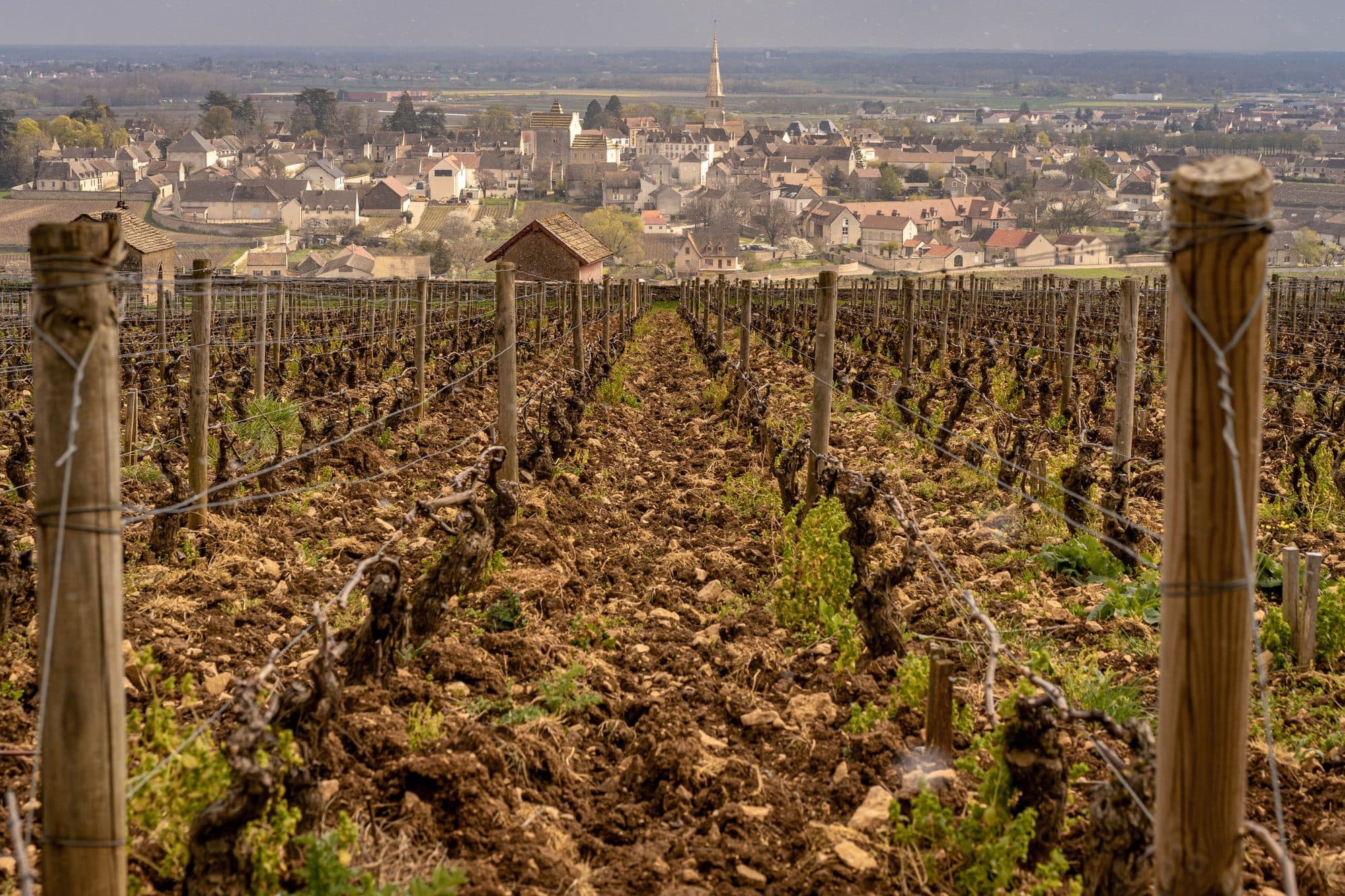 Rangs de vigne à Meursault, en Côte-d'Or